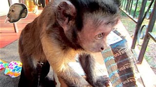 Capuchin Monkey Opens Awesome Packages!