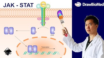 How to Draw STAT in Inkscape | JAK STAT pathway Part 2 | Graphical Abstract