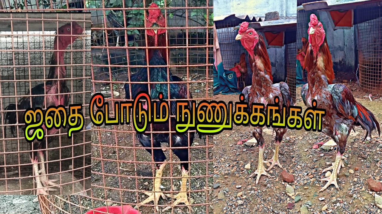 ஜதை போடும் நுணுக்கங்கள் மடிகால்சேவல் சூழ்ச்சிகள்