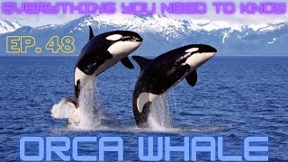 Orca 101: Dive into the World of Killer Whales - Everything you Need to Know