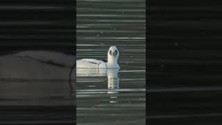 Diving Smew  #ukwildlife #birds #nature