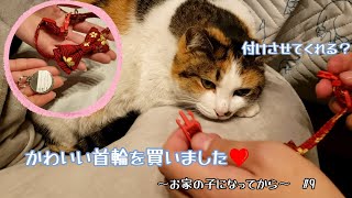 【保護猫】かわいい首輪を買いました！つけさせてくれるかな？