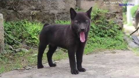 TUYỆT PHẨM CÁI ĐEN TUYỀN - Chó H