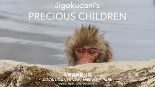 Jigokudani's Precious Children [Snow Monkeys]