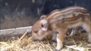 new born piggies from wild board father [cute]