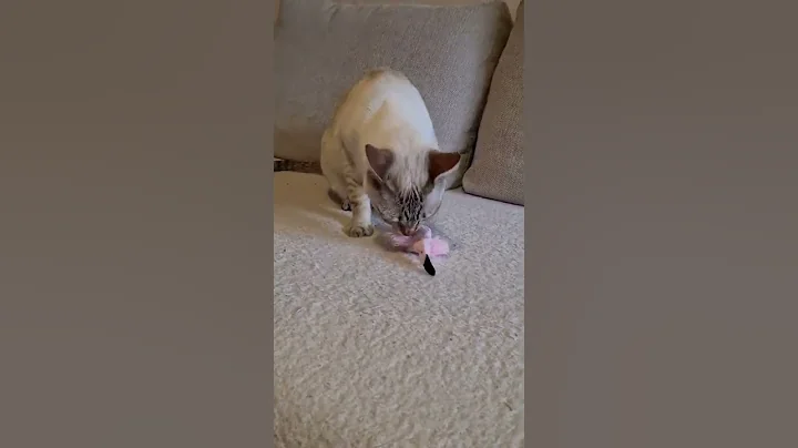 Watch the video about Flamingo Catnip Toy 🦩
