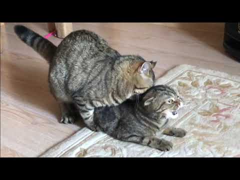 Похождения Кексика. Вязка кошек состоялась. Успешная садка. Cats mating.