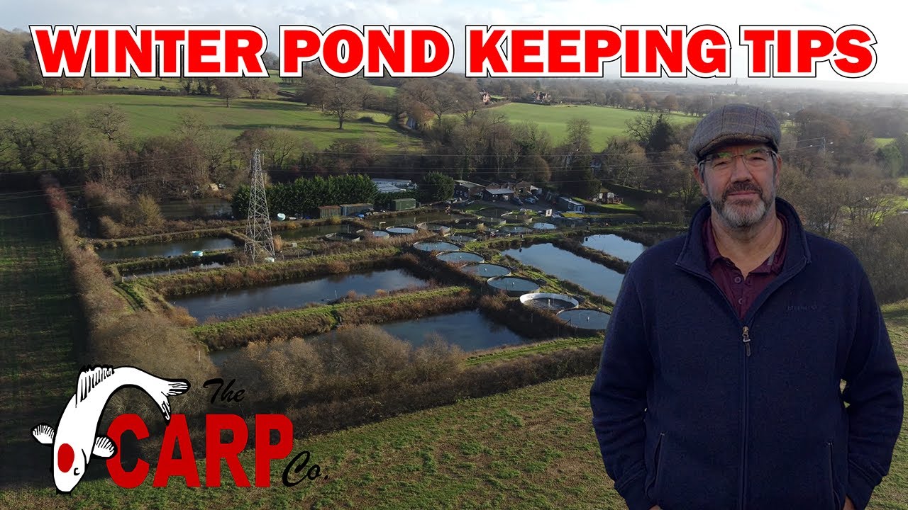 Tips to Keep Your Pond Fish Healthy in Winter