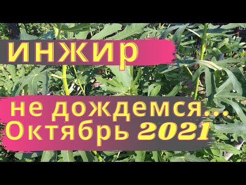 ИНЖИР! ОКТЯБРЬ 2021.