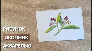 картинка: Как нарисовать окопник карандашом и акварелью начинающим | Рисунок для детей