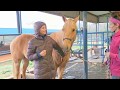 Training or behavioral issues? Client horse evaluation to find the causes Training or behavioral issues? Client horse evaluation to find the causes