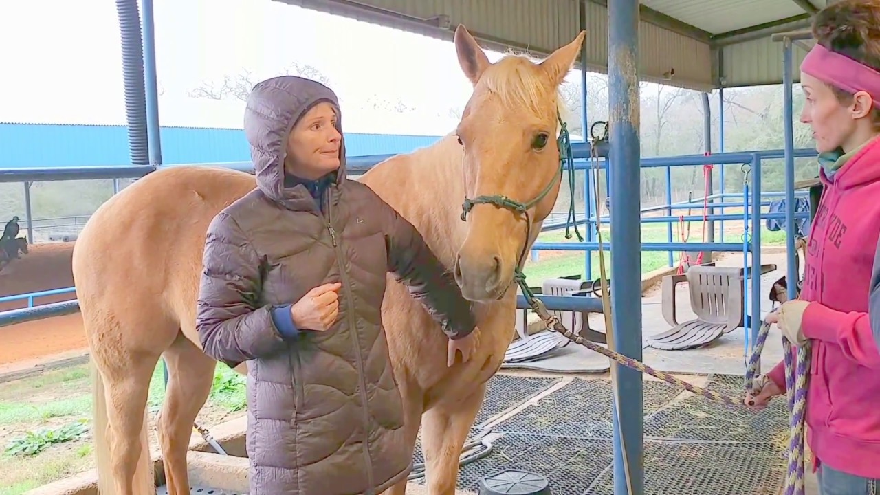 Saddle fit or training or behavioral issues? Client horse evaluation to find the causes