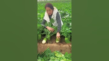 Process of Pulling Up Green Radishes - Unique tools to boost efficiency and streamline work