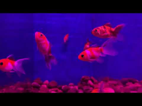Вуалехвост красный, ситцевый, аквариумная рыбка Vyalekhvost, voiletail