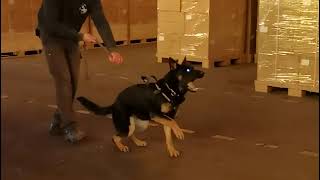 Zizzie Inside Bitework Training