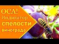 Полосатые штурмовики ( осы на винограде)