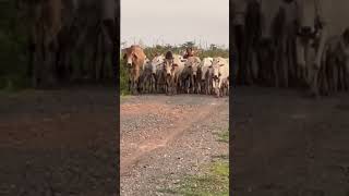 All Beloved Cows Return Home  short