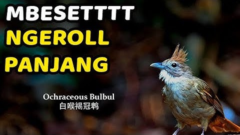 #1🔴 KAPAS TEMBAK GACOR JERNIH PANJANG MANTAP UNTUK MASTERAN SEGALA JENIS BURUNG JERNIH CEPAT MASUK