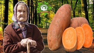 Si Usted Come CAMOTE DULCE Algunos Días Estas 10 Maravillas Le Van a Pasar a Tu Cuerpo