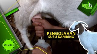 PENGOLAHAN SUSU KAMBING