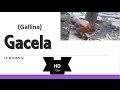 Biografia de las Gallinas#3-Gacela(Gallina)- HD