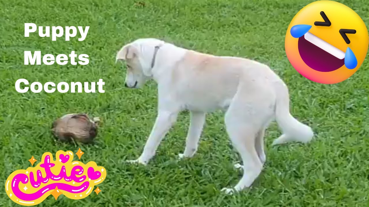 Puppy Meets Coconut Free Dog Toy Cute Border Collie cross Maremma