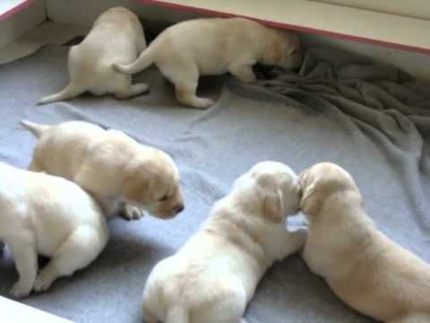 Detallado prosperidad Amante Cachorros Labrador con Pedigree - CACHITOS - YouTube