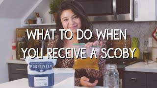 What to do when you receive a kombucha SCOBY