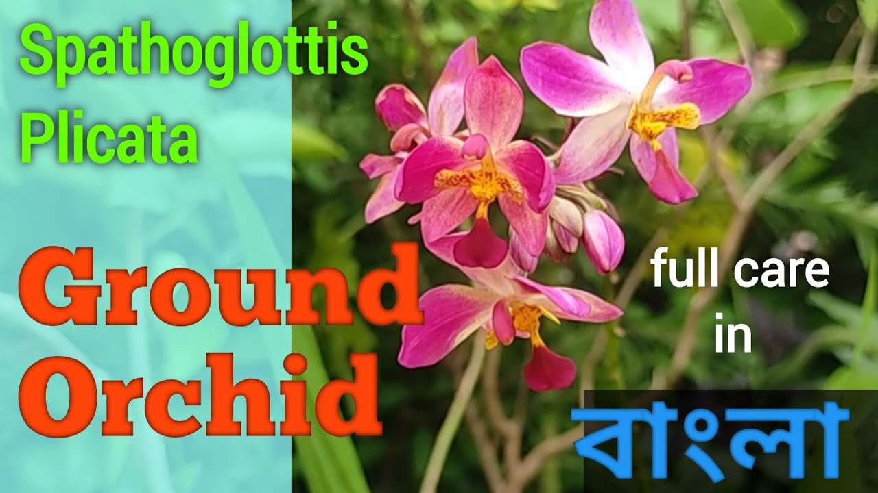 Ground orchid /Spathoglottis plicata full A to Z care in Bengali