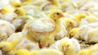 Poultry Farming K Liye Desi Totkay Dr Ashraf Sahibzada