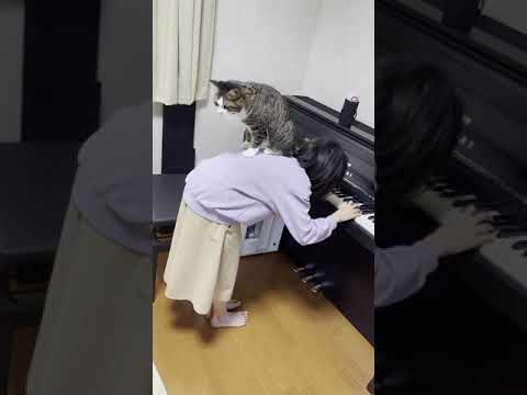 トルコ行進曲がお気に召さなかった猫【 #Shorts 】