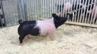 82-9 Gilt Update