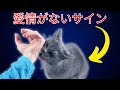 あなたの猫があなたを愛していない7つのサイン（あなたが愛されていると思っていても）