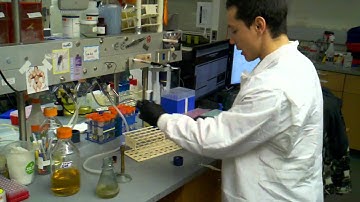 datsenko wanner genome integration - reseeding cells for electroporation