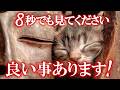 ※緊急※逃がしたら二度と来ません！見れた方から今までかなわながった願いがどんどん叶っていきます 今、掴んでください 腰を抜かすほどの強運が授かります 怖いほど良い事が起こる魔法の動画です