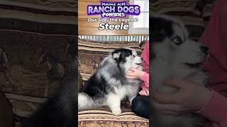 Meet our Sire, The Legend: Mr Steele. ❤️ #pomskybreeder #pomskypuppy by Maine Aim Ranch Dogs 71 views 1 month ago 1 minute, 4 seconds