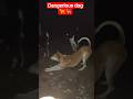 Dangerious dog🦮 #viralvideo #dogangry #shortsfeed #explore #youtubeshorts