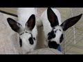 Bonding Rabbits | Introducing Daisy to Lilly and Clover