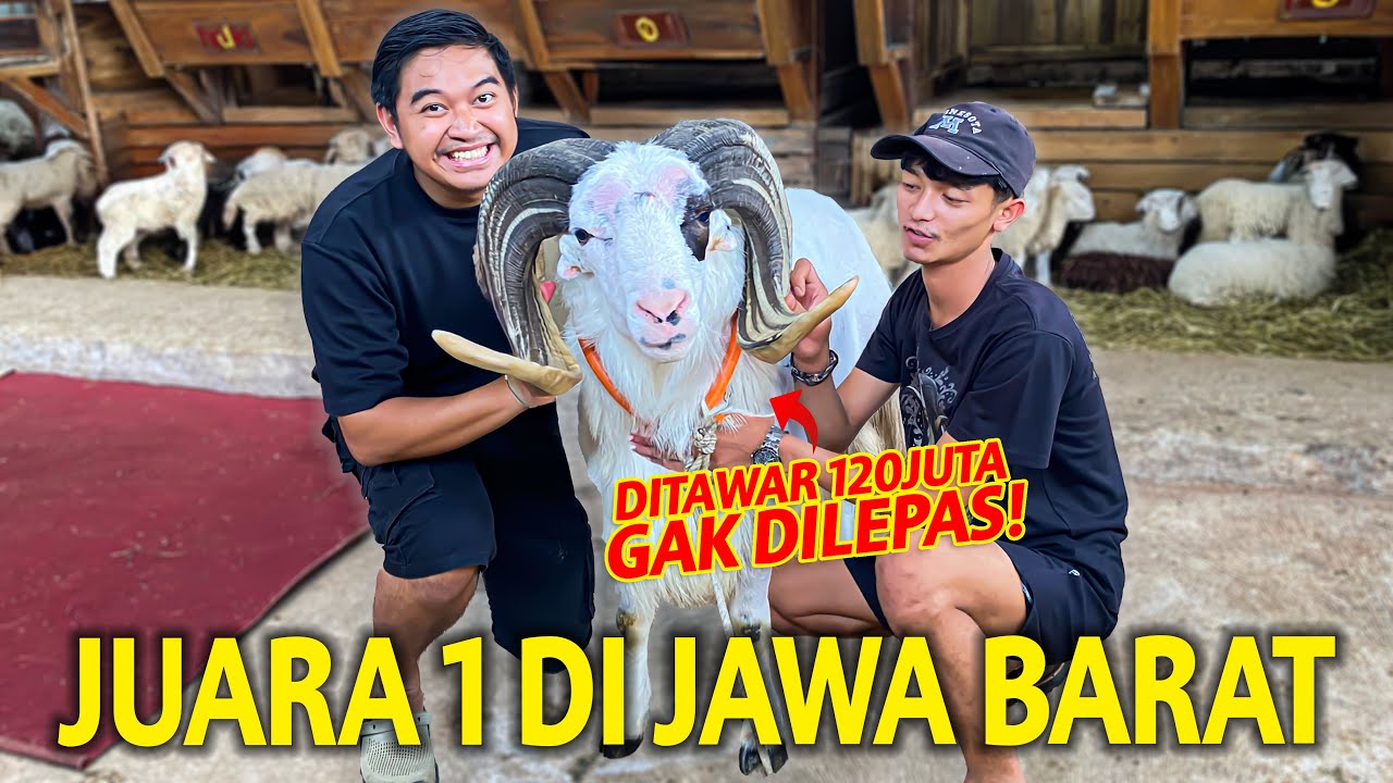 DITAWAR RP 120.000.000 MASIH GAK DILEPAS?! PERNAH JUARA 1 DI PIALA JAWA BARAT! BUKAN BUAT  QURBAN!