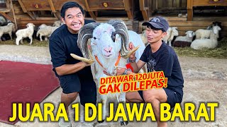 DITAWAR RP 120.000.000 MASIH GAK DILEPAS?! PERNAH JUARA 1 DI PIALA JAWA BARAT! BUKAN BUAT  QURBAN!