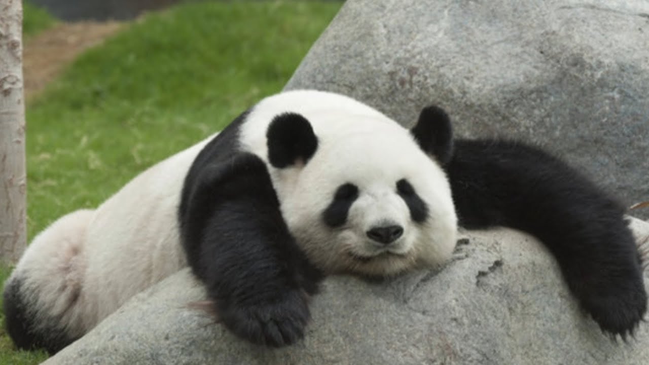 Top 10 Times Pandas Forgot How to Panda 🐼