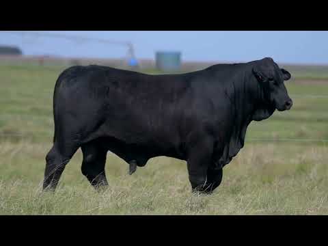 LOTE 49  BASCO MAYU F4071