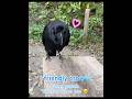 ライブ中も喋り続けるカラス | Friendly Crow Won’t Stop Talking #カラス #crow