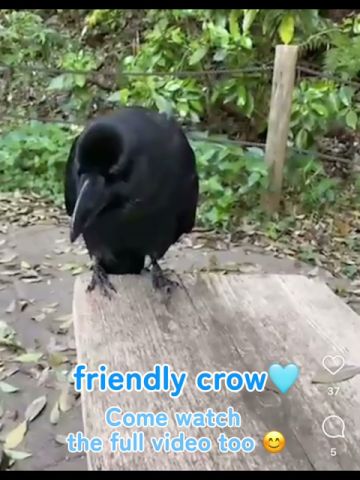 ライブ中も喋り続けるカラス | Friendly Crow Won’t Stop Talking #カラス #crow