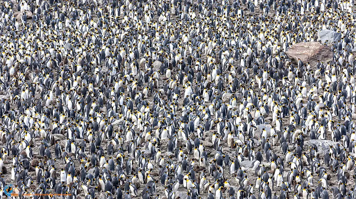 King Penguin Palooza - St. Andrews Bay, South Georgia