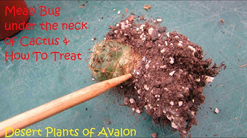 How to get rid of Mealybugs under base of Cactus Plants #cactus #cacti