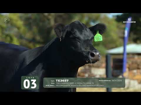 LOTE 03   TAT TE3657 F Angus