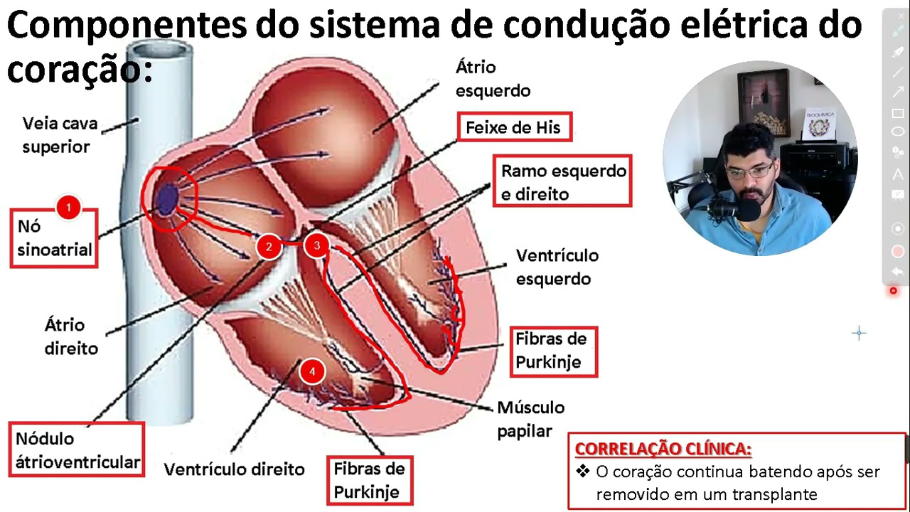 Sentido do impulso cardíaco pelas áreas marca passo do coração - YouTube