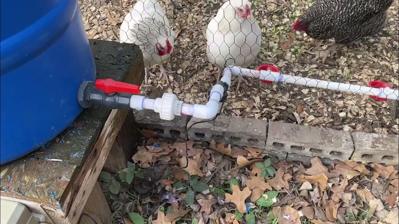 Keeping your Chicken Coop Water from Freezing Episode 117 YouTube