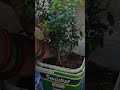 aaj meri mummy ne anar ka paudha lagya #plants #flowers